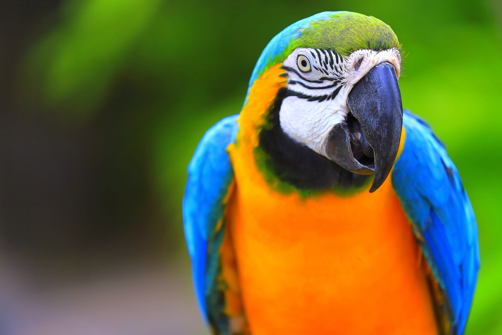 guacamayo