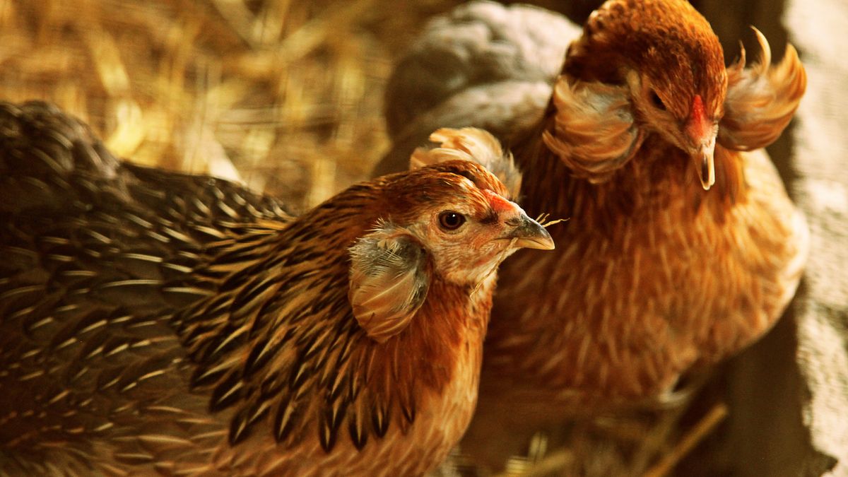Las gallinas araucanas tienen aretes