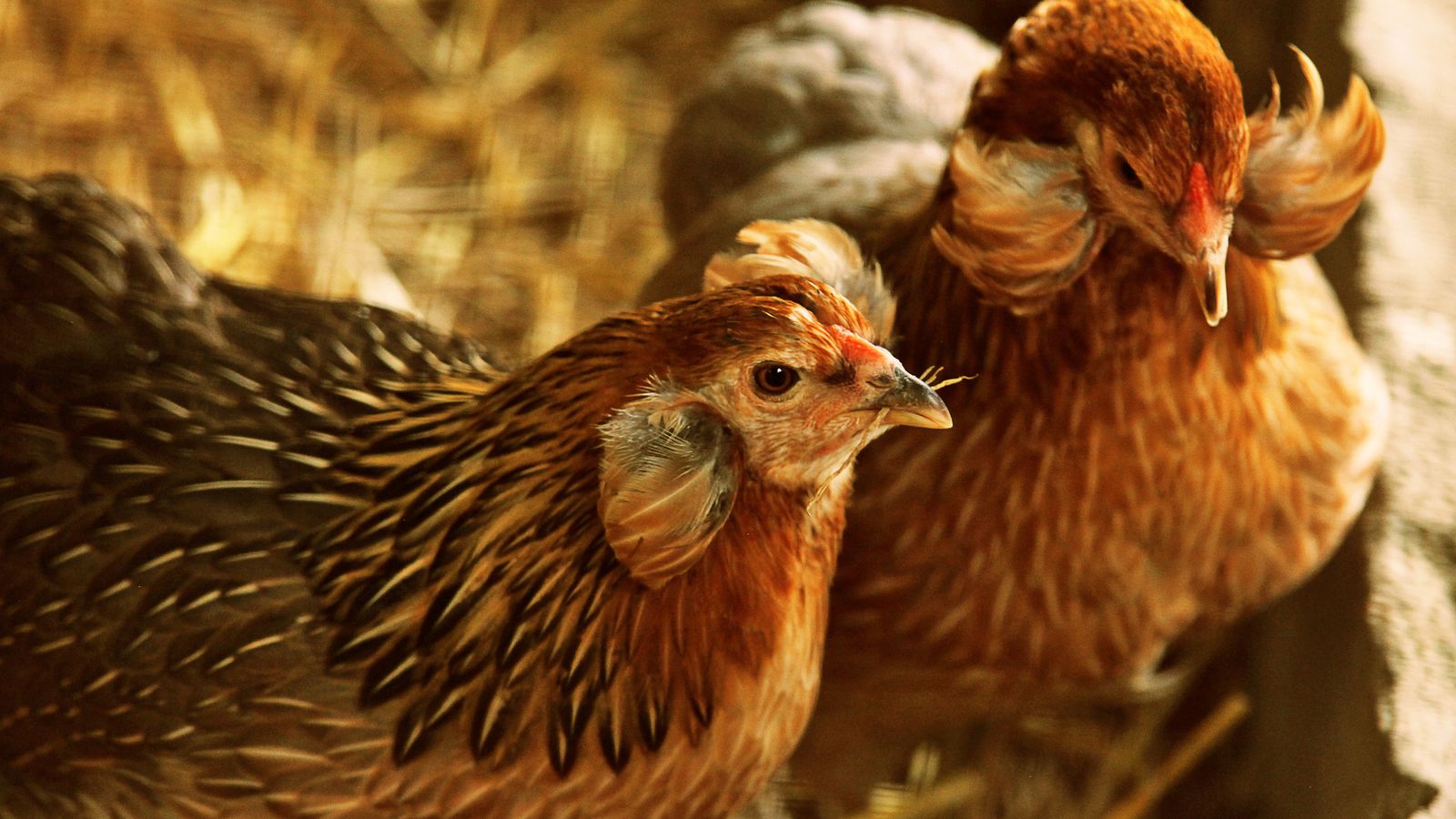 Las gallinas araucanas tienen aretes