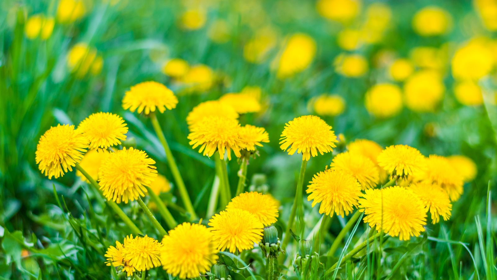 El color es el mejor indicador para saber si la planta está sana o no
