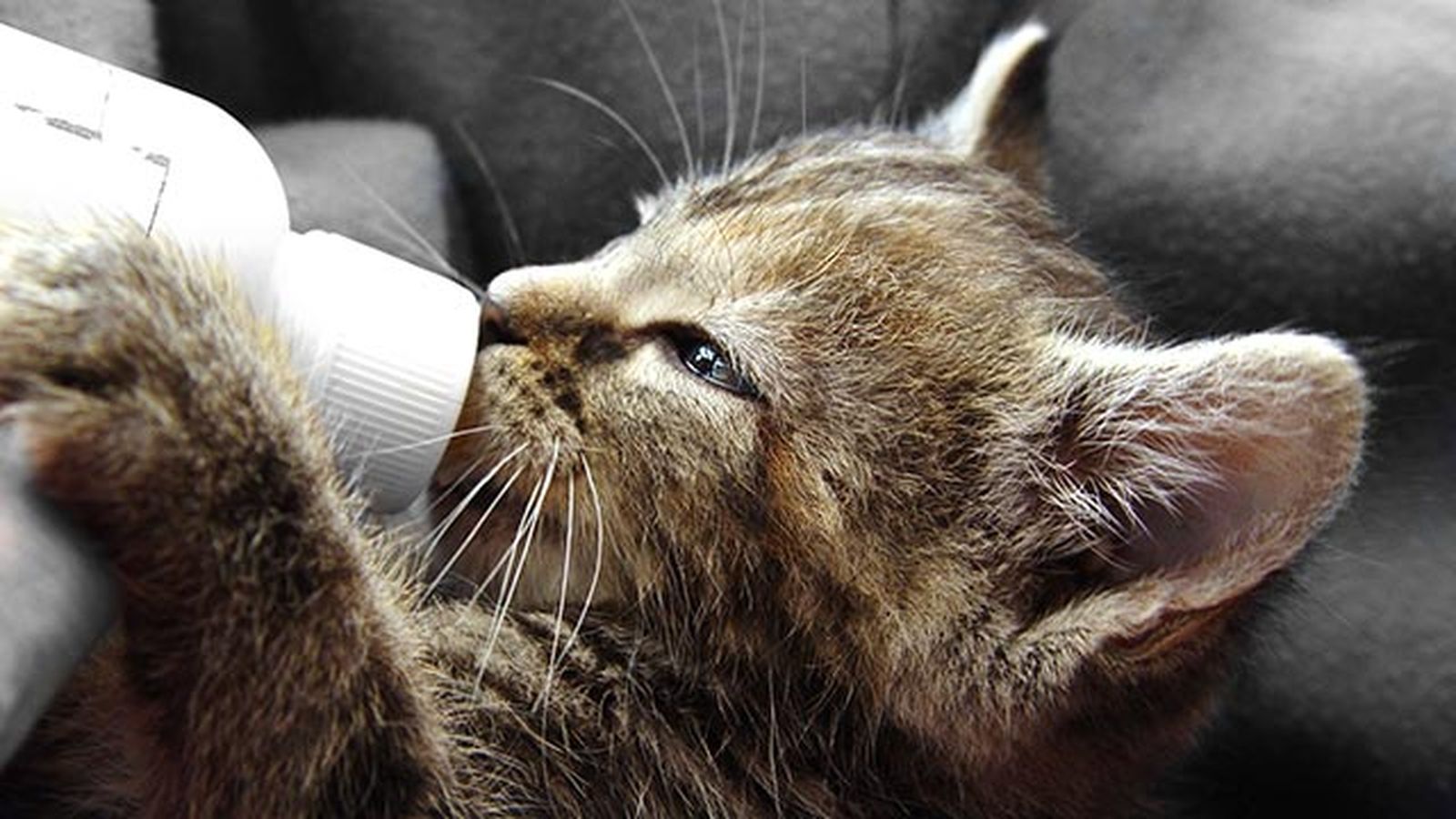 gatito biberon3 gatito biberon3