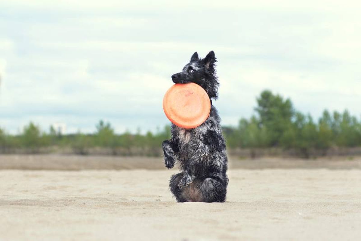 El Mudi tiene su origen en Hungría y fue criado para proteger y pastorear el ganado.
