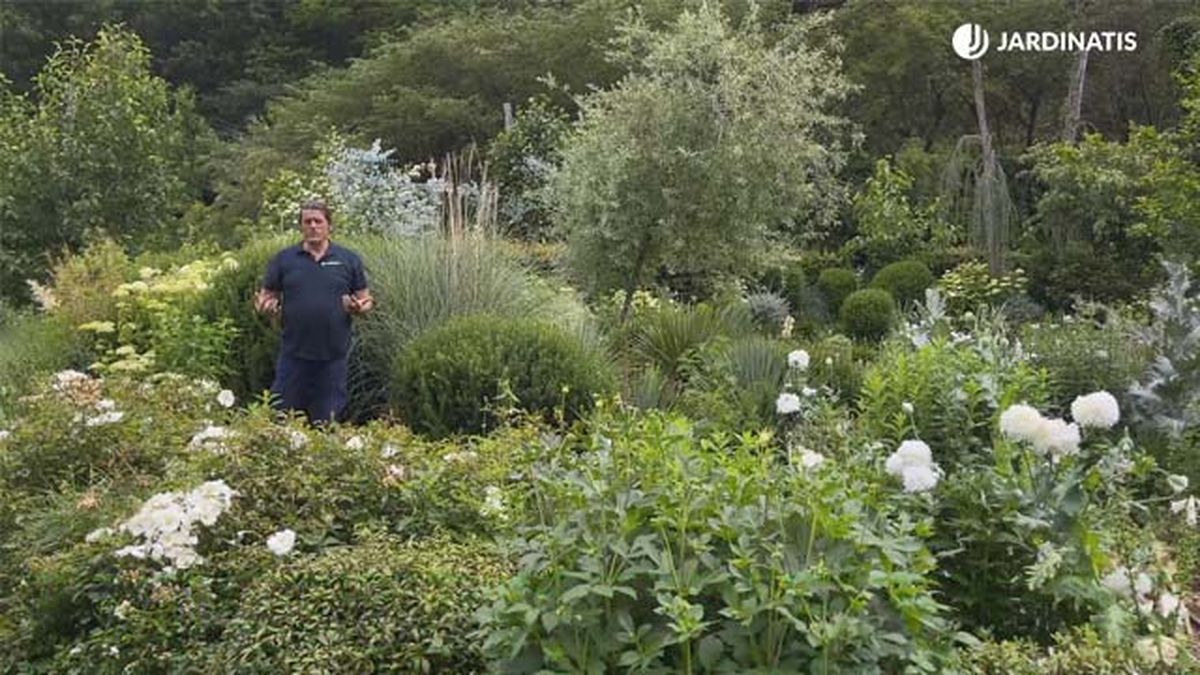 plantas en blanco verde y gris en el jardin jardinatis