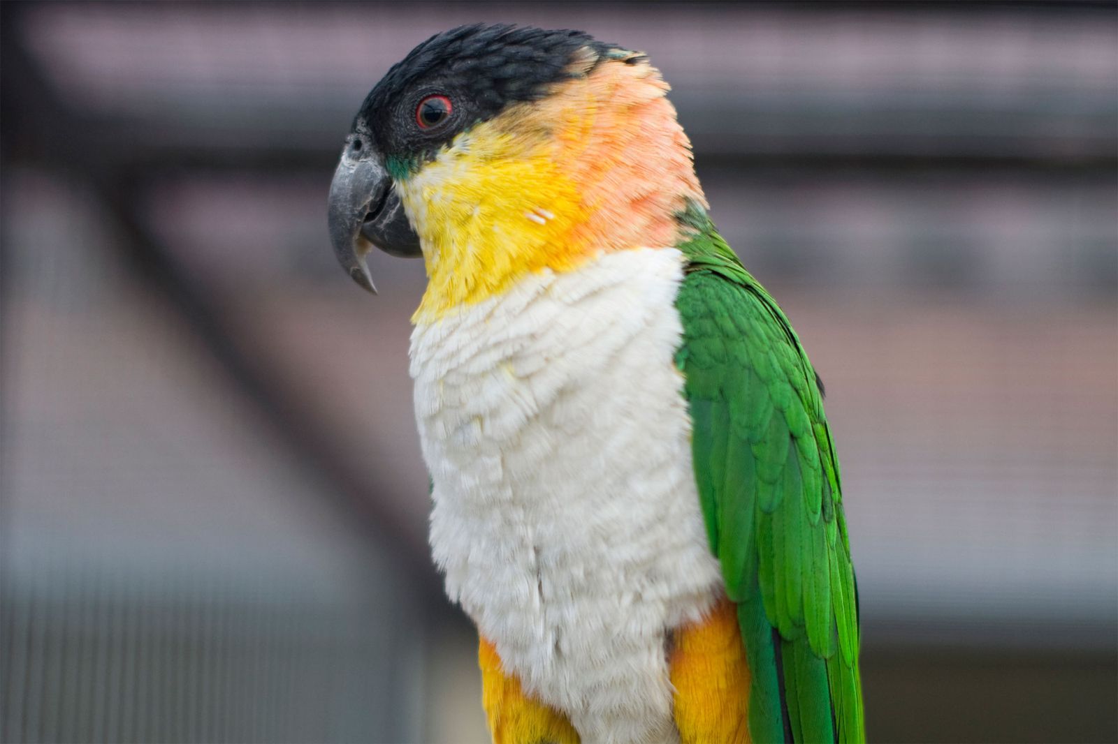 Pionites o caique de cabeza negra Pionites o caique de cabeza negra