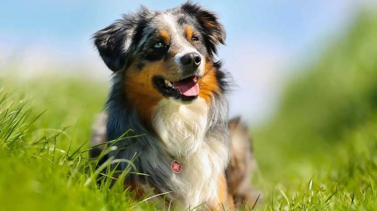 curiosidades sobre los perros 10 (1)