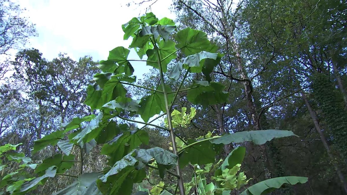 deco 750 jardin Paulownia tomentosa arbol
