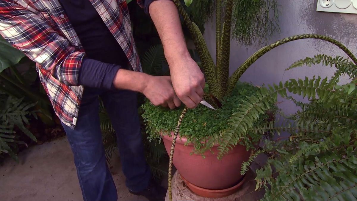 deco 0640 jardineria cuidados plantas interior invierno alocasia hojas