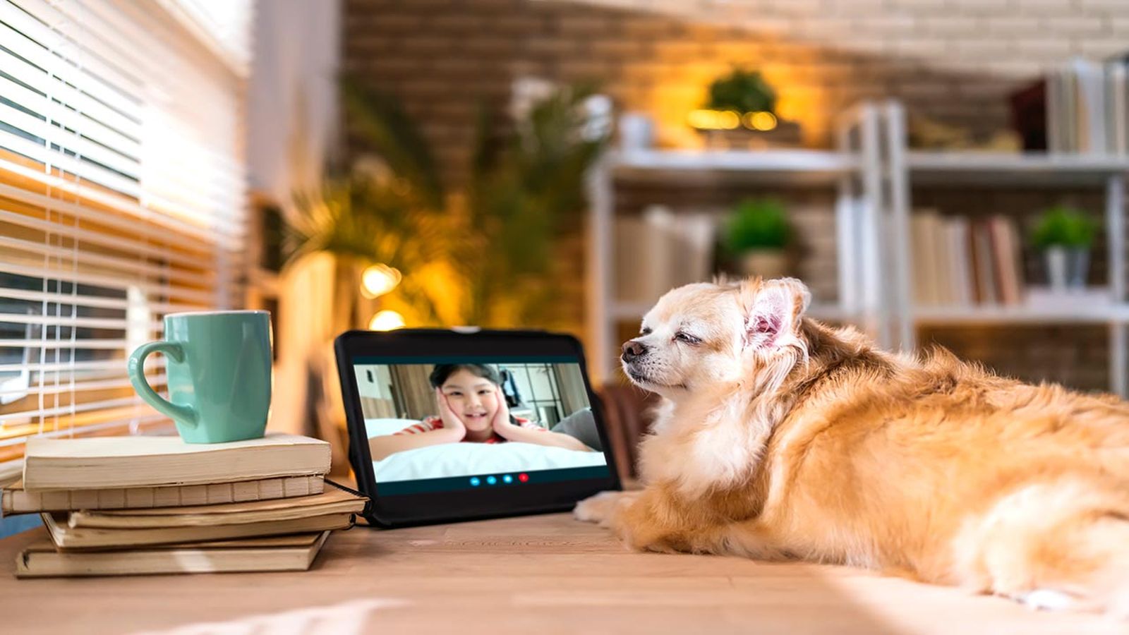 mejores camaras de vigilancia para perros