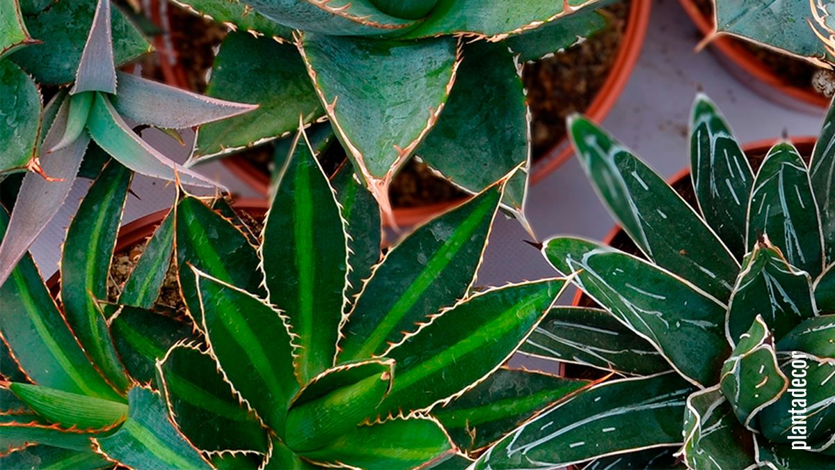 agaves resistentes a las heladas