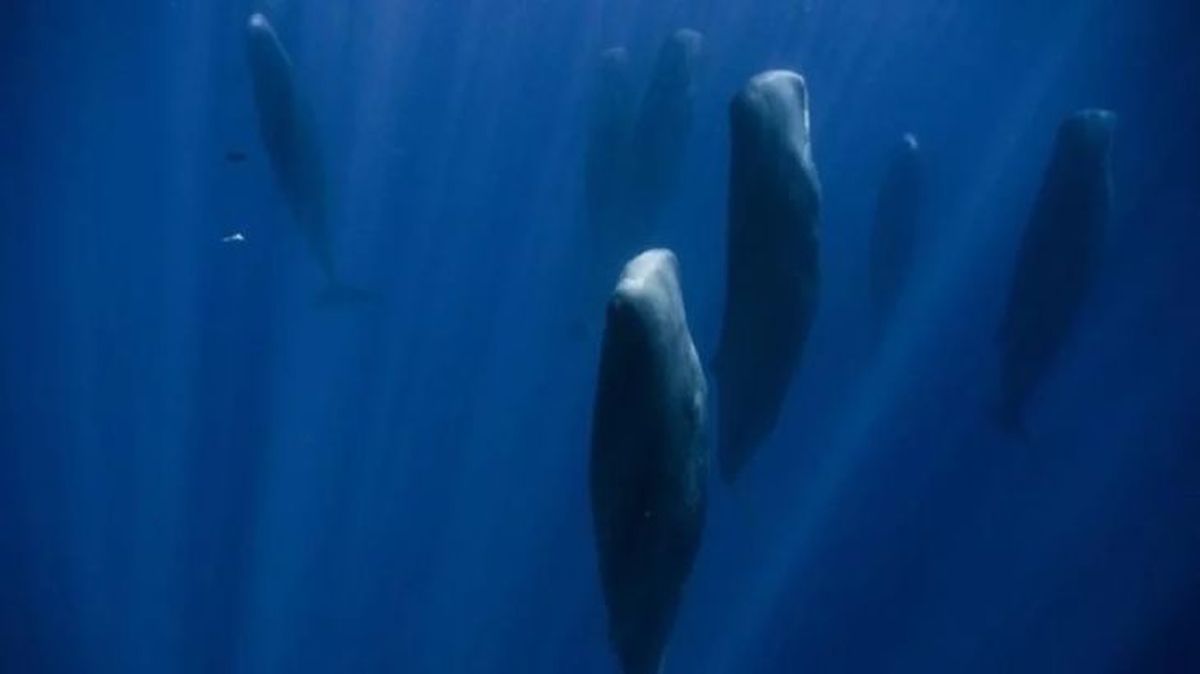 como duermen los animales 3