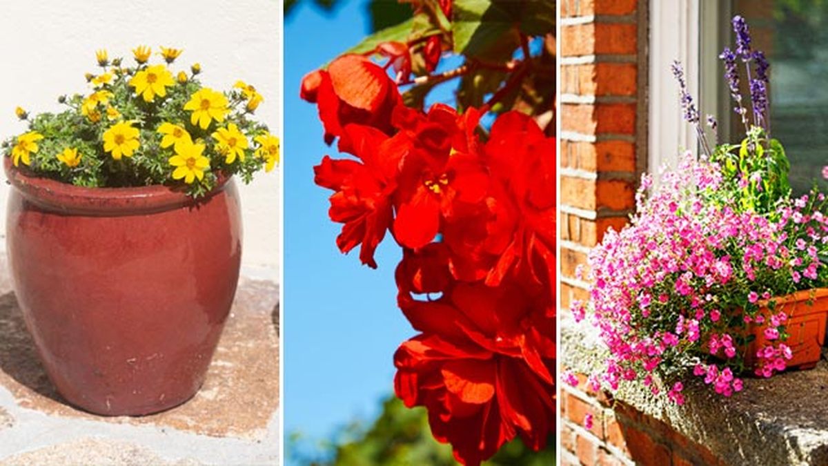 plantas colgantes de temporada begonia tuberosa bidens diascias deco 391 jardin