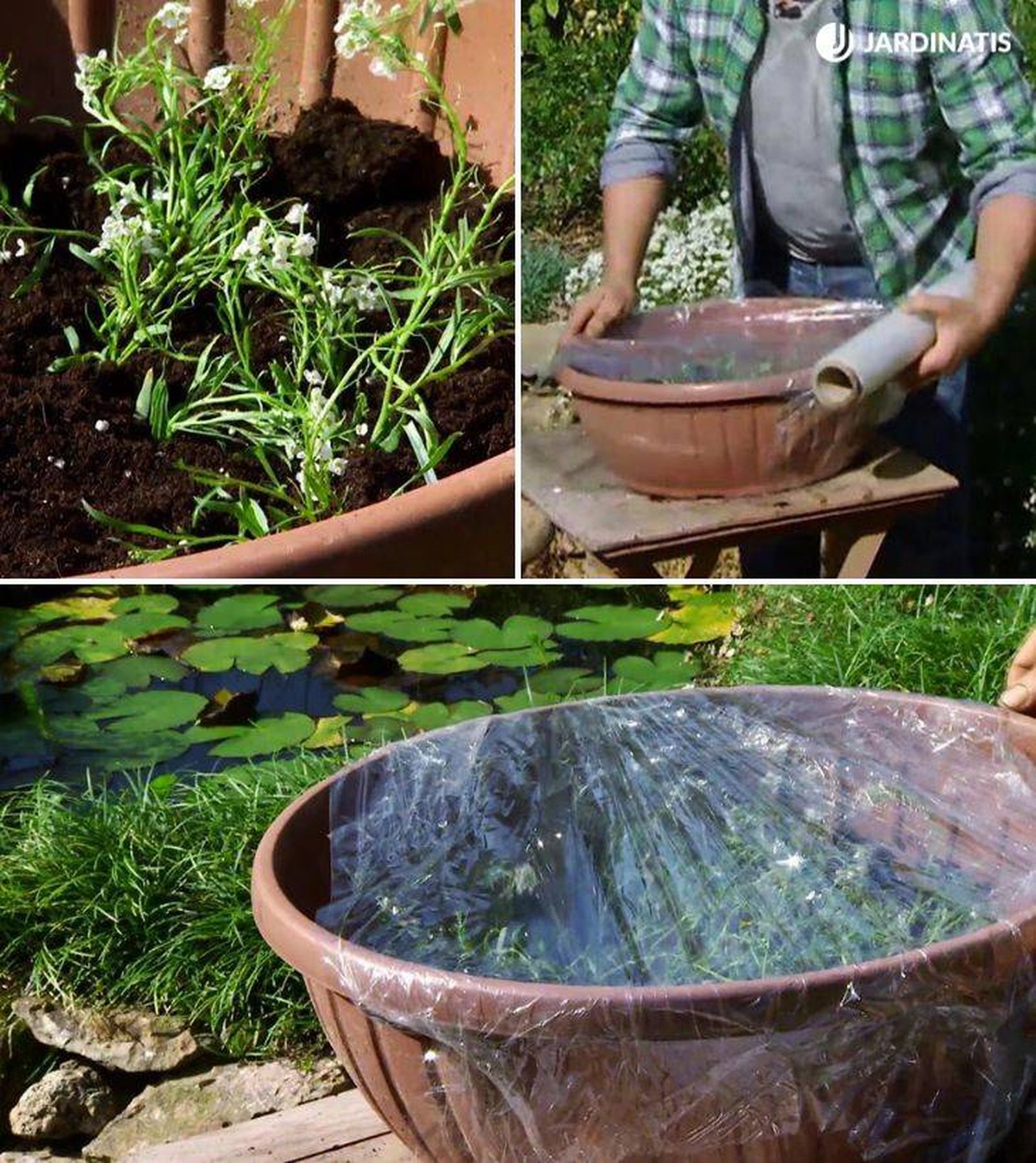 Tapar esquejes de Lobularia maritima con papel film Tapar esquejes de Lobularia maritima con papel film