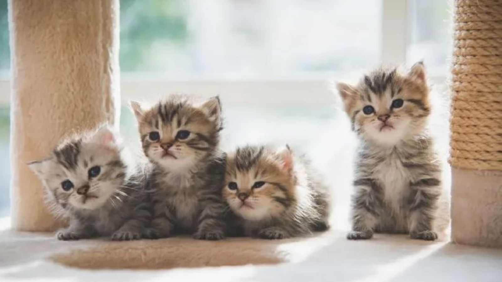 cuantas horas duerme un gato 3 cuantas horas duerme un gato 3