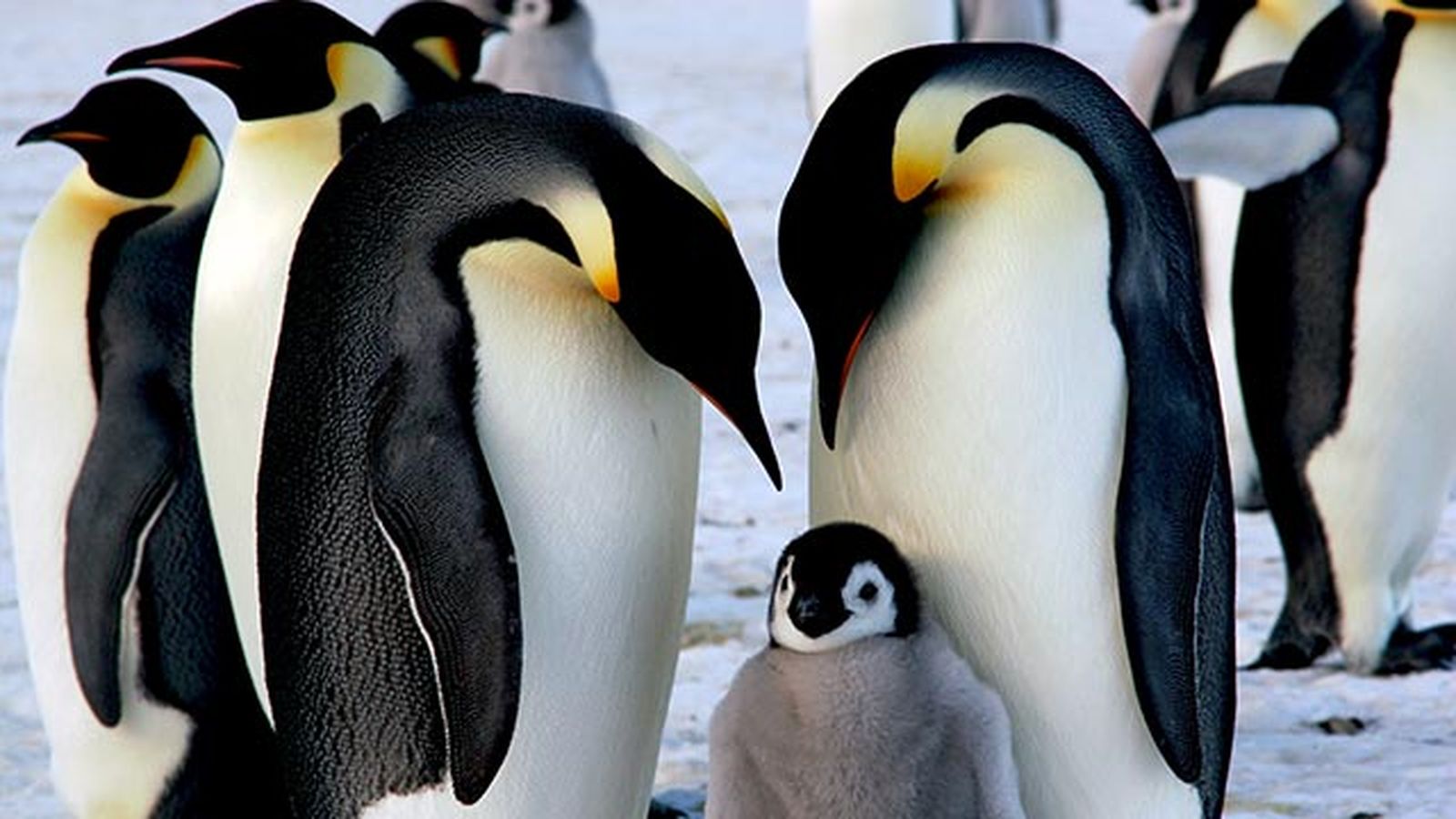 aspectos curiosos pinguinos 7 aspectos curiosos pinguinos 7