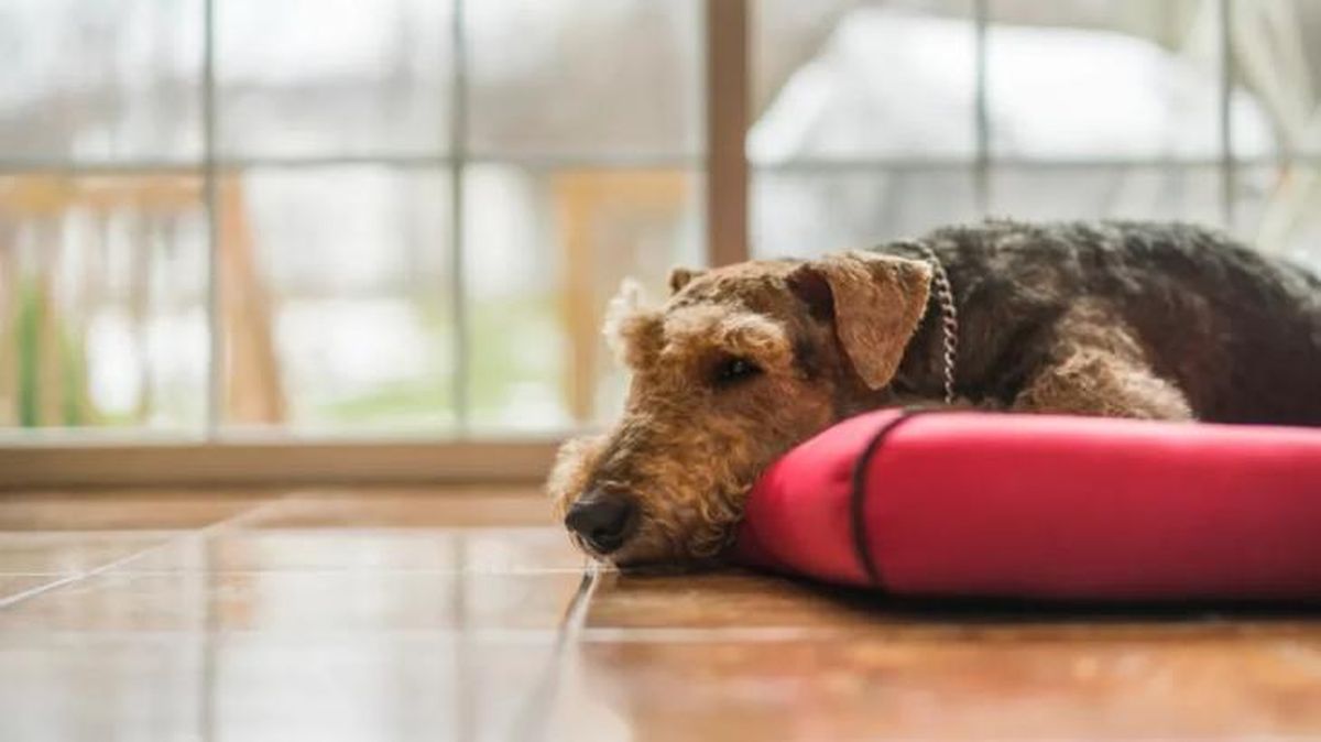 cuanto dura el celo de una perra 3