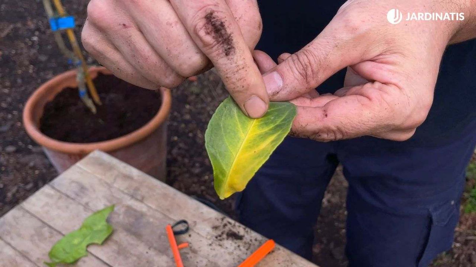 Las hojas del limonero tienden a sufrir clorosis férrica Las hojas del limonero tienden a sufrir clorosis férrica