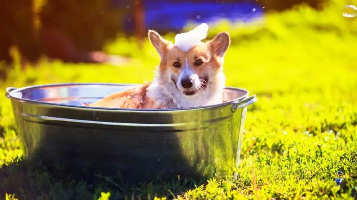 cada cuanto se bana a un perro 4