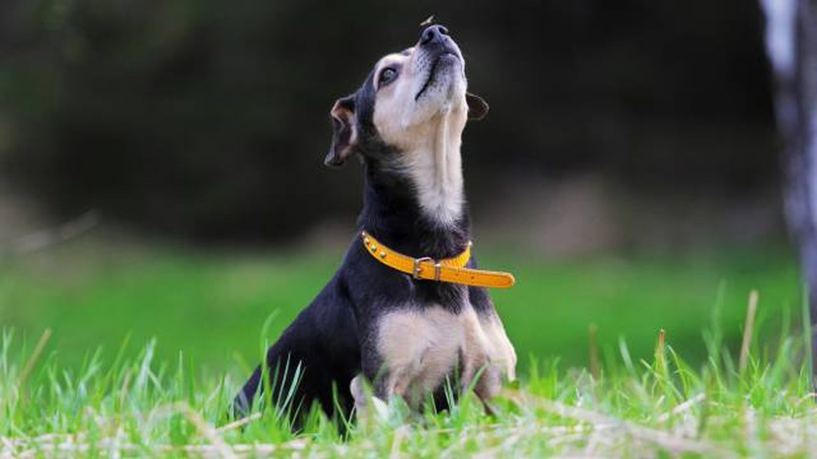 proteger a mascotas de picadura mosquitos productos antiparasitarios proteger a mascotas de picadura mosquitos productos antiparasitarios