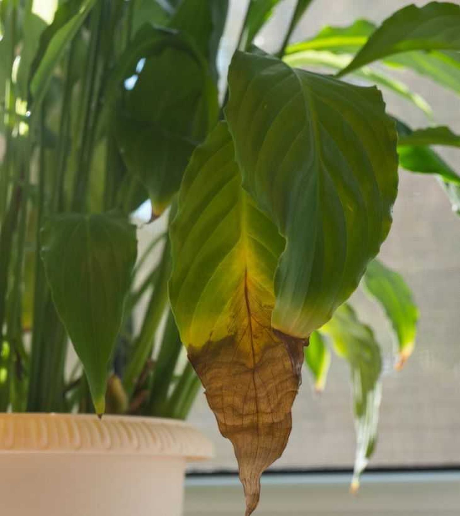 espatifilo gigante spathiphyllum sensation puntas hojas marrones espatifilo gigante spathiphyllum sensation puntas hojas marrones