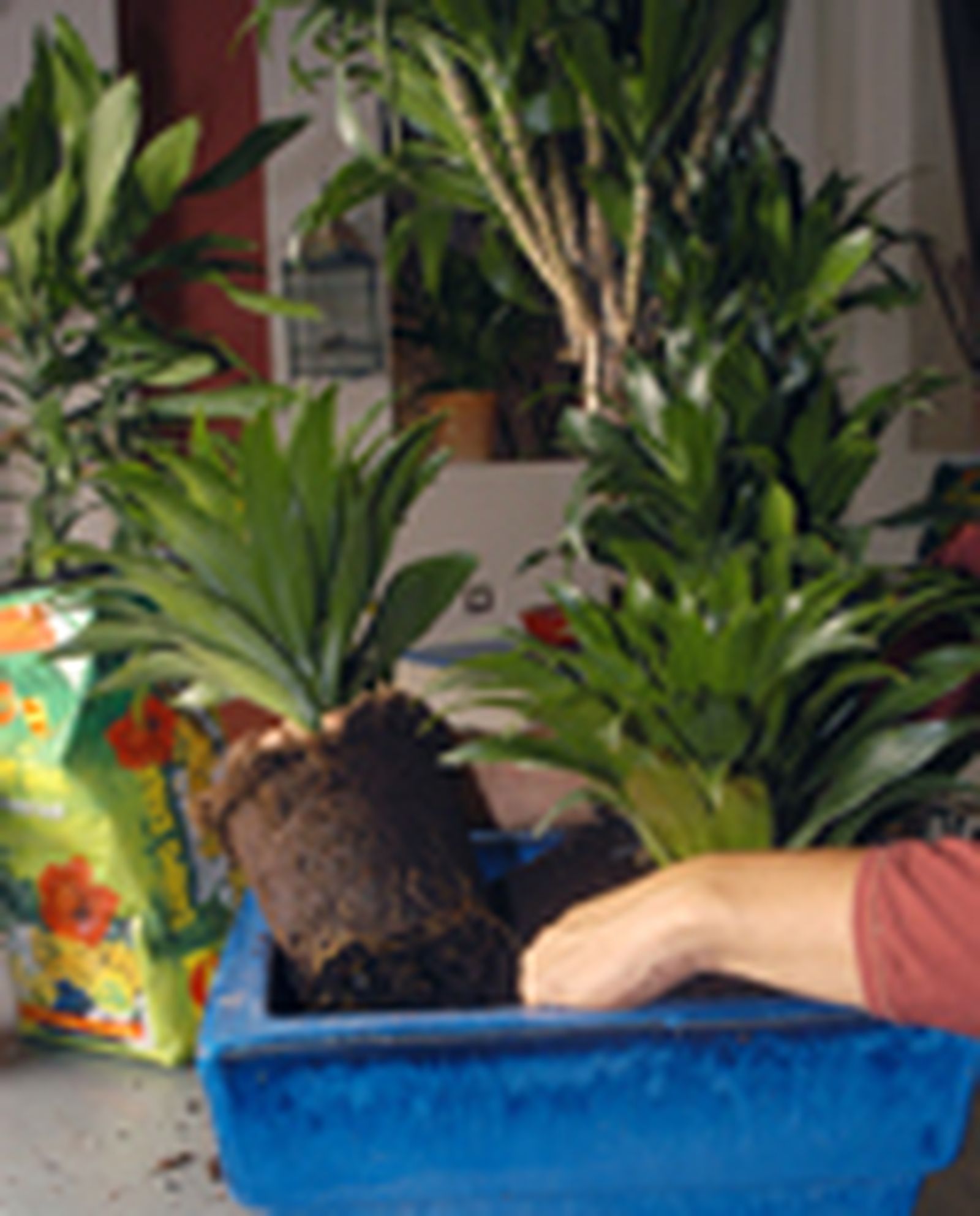 64204 dracena p04 64204 dracena p04