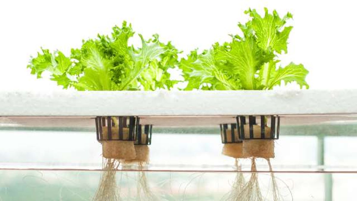 Phil daley iceberg cultivo hidroponico