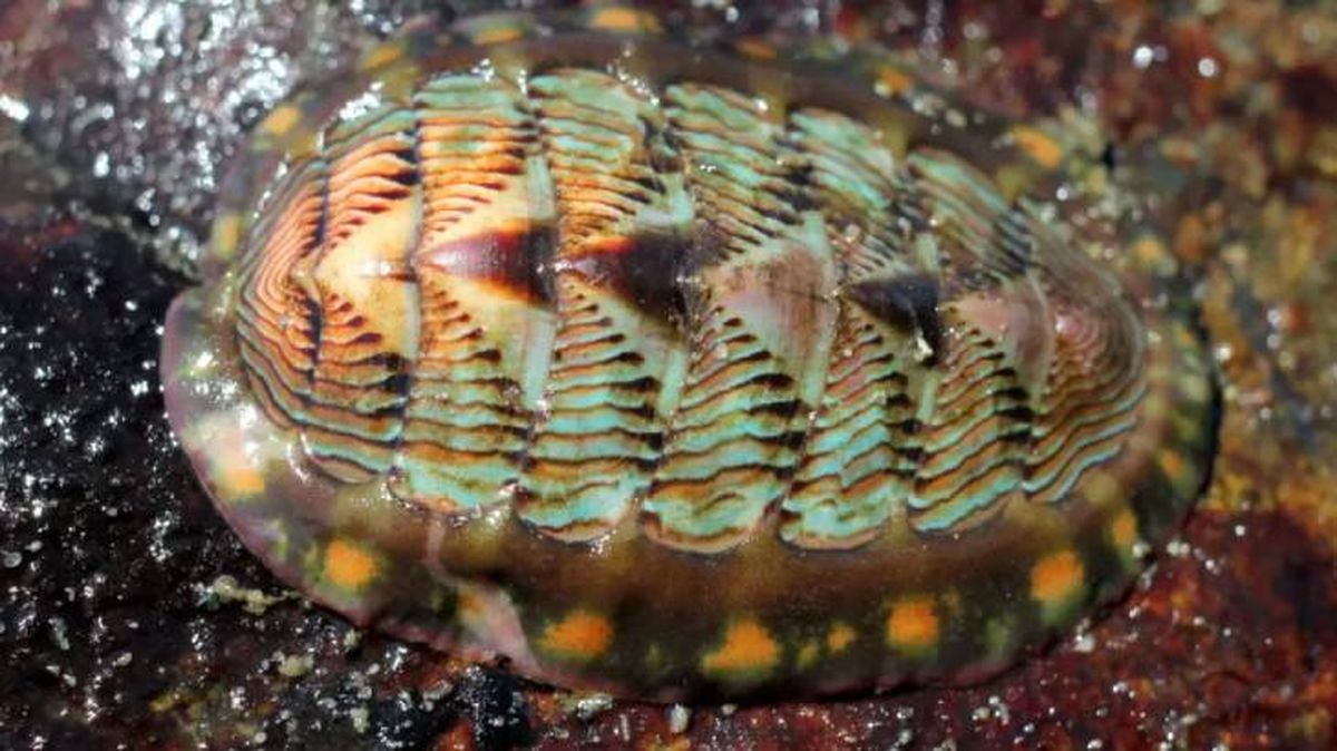 animales que empiezan por q quiton (1)