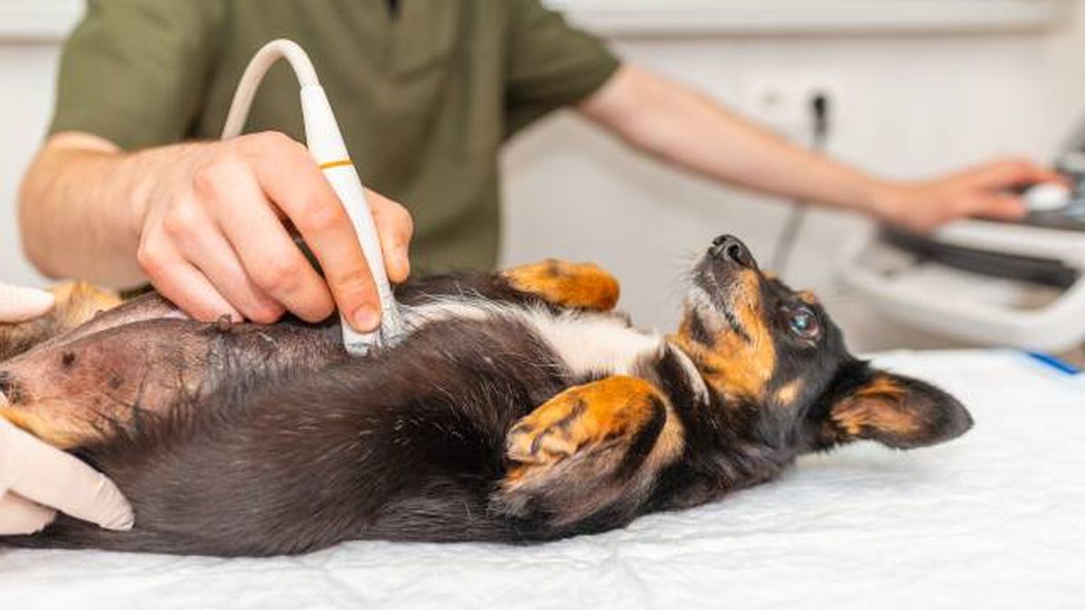 tipos de animales viviparos placentarios