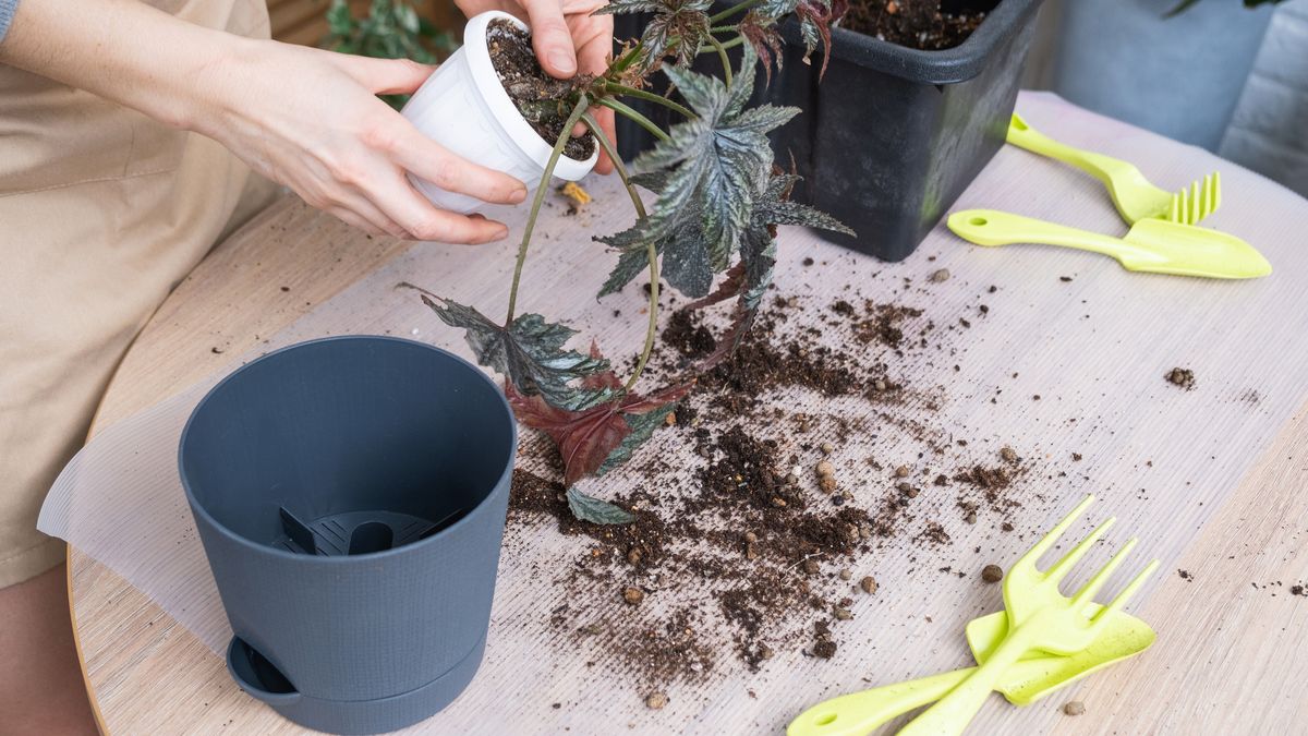 Observa las plantas para conocer sus necesidades