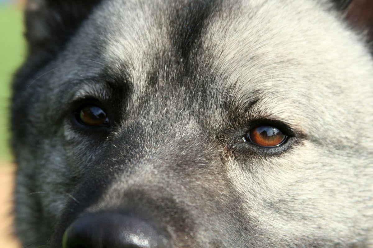 cazador de alces noruego origen