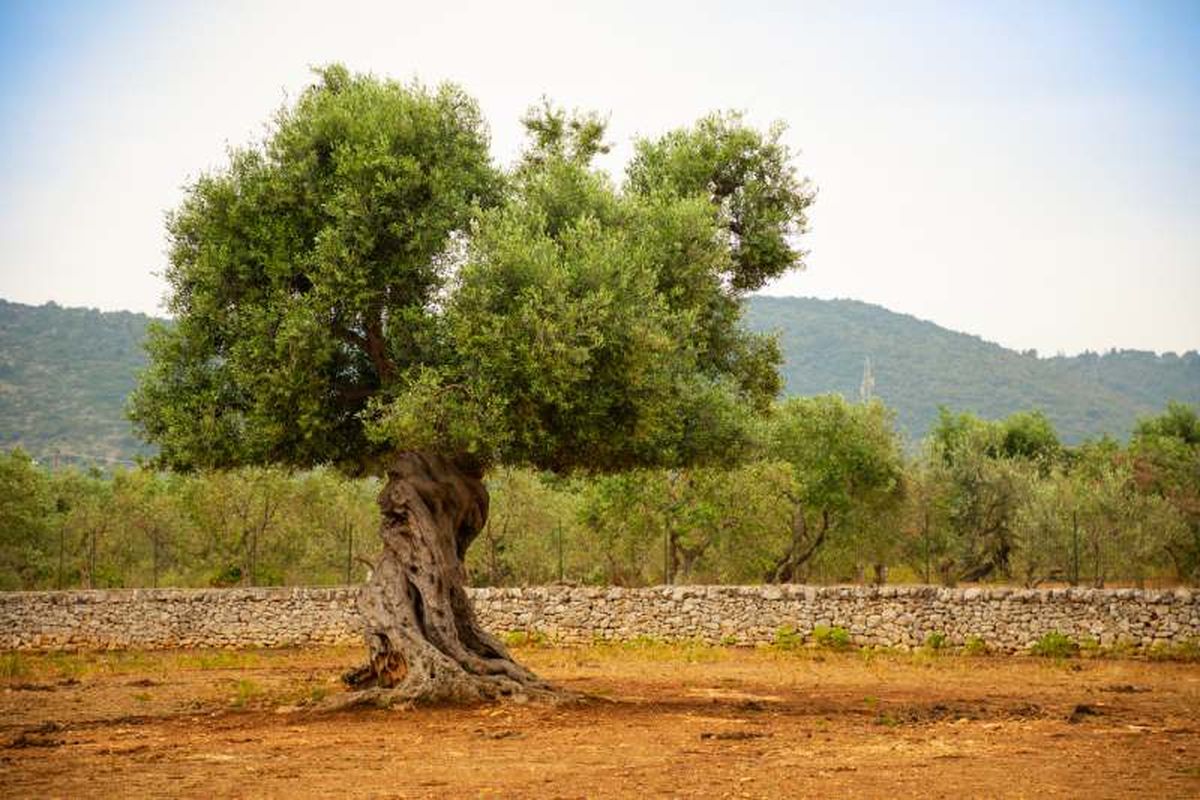 Árbol de Olivo