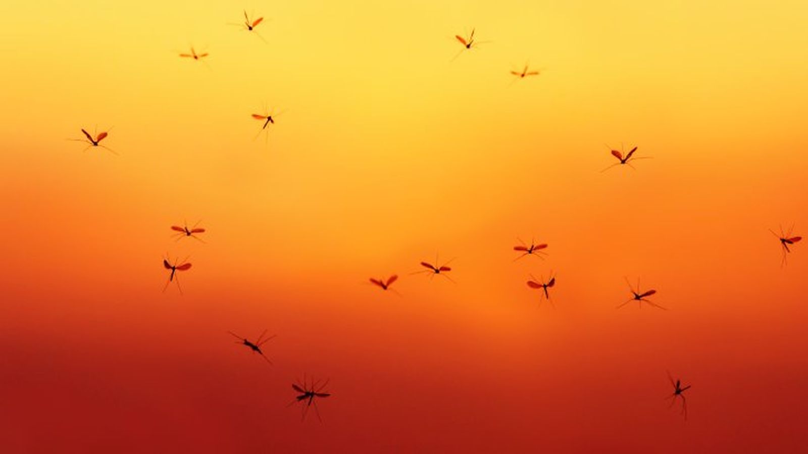 que pasaria si desaparecieran los mosquitos 5
