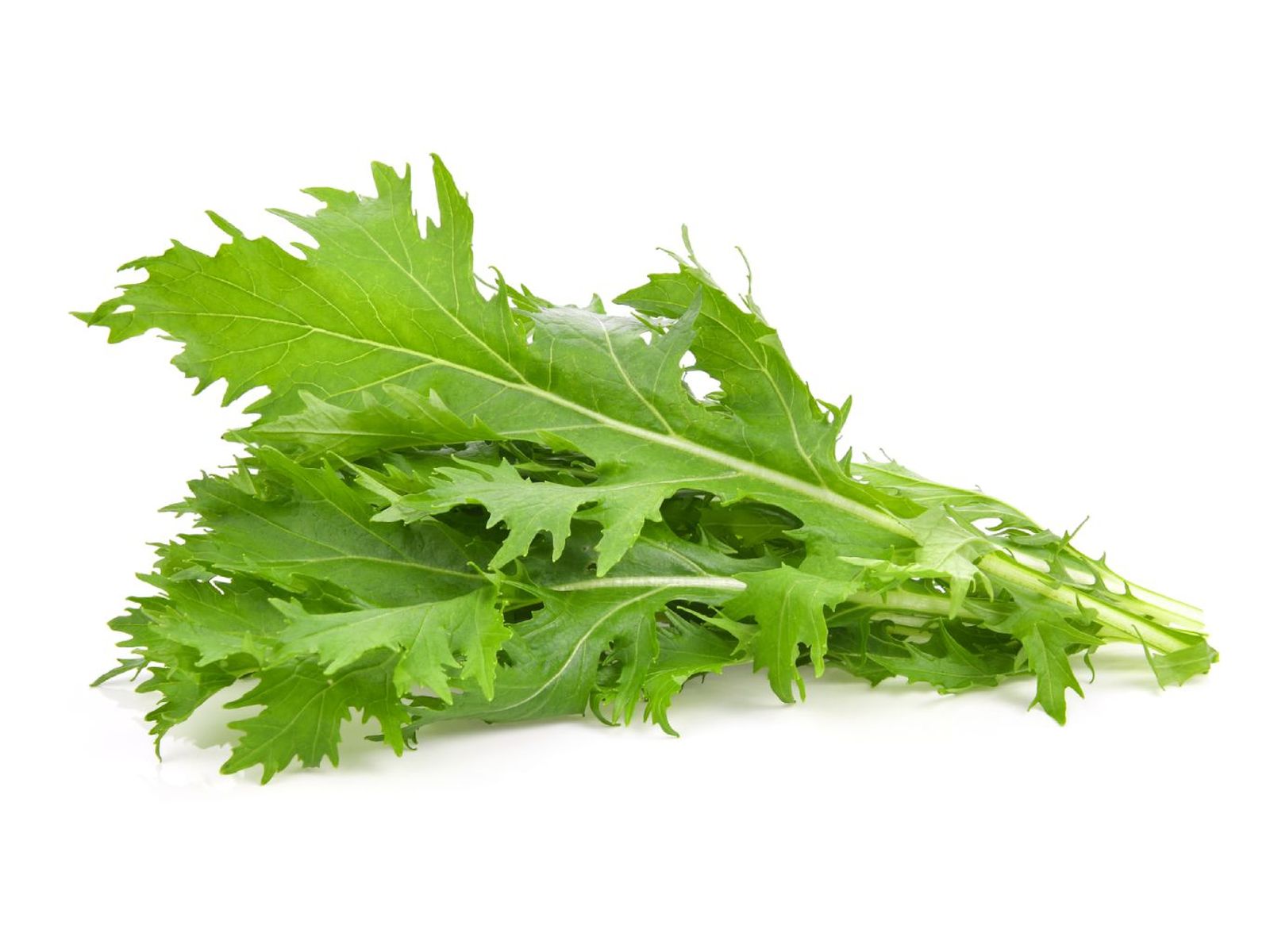 Lechuga mizuna Lechuga mizuna