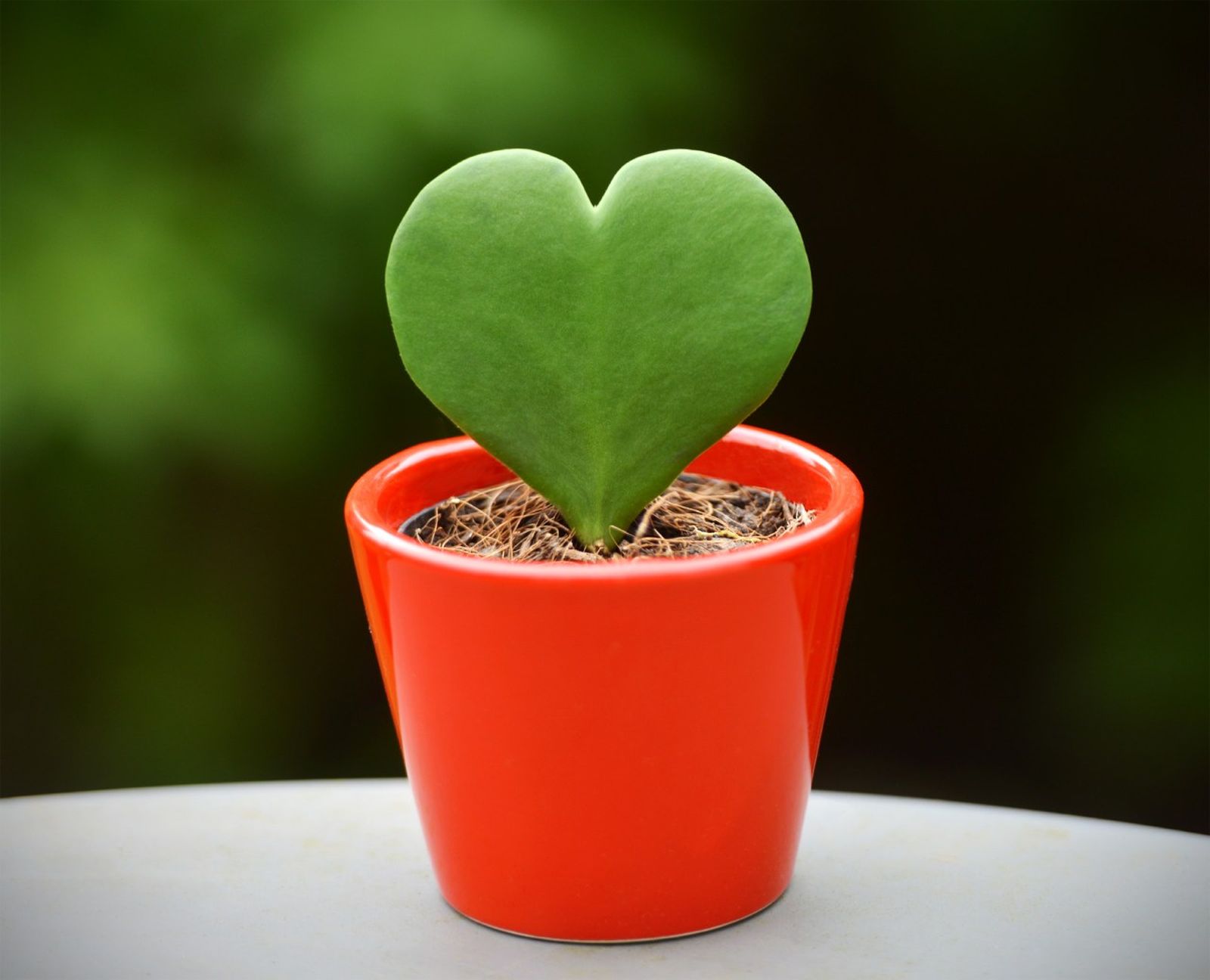 Las suculentas con forma de corazón son muy decorativas y románticas.