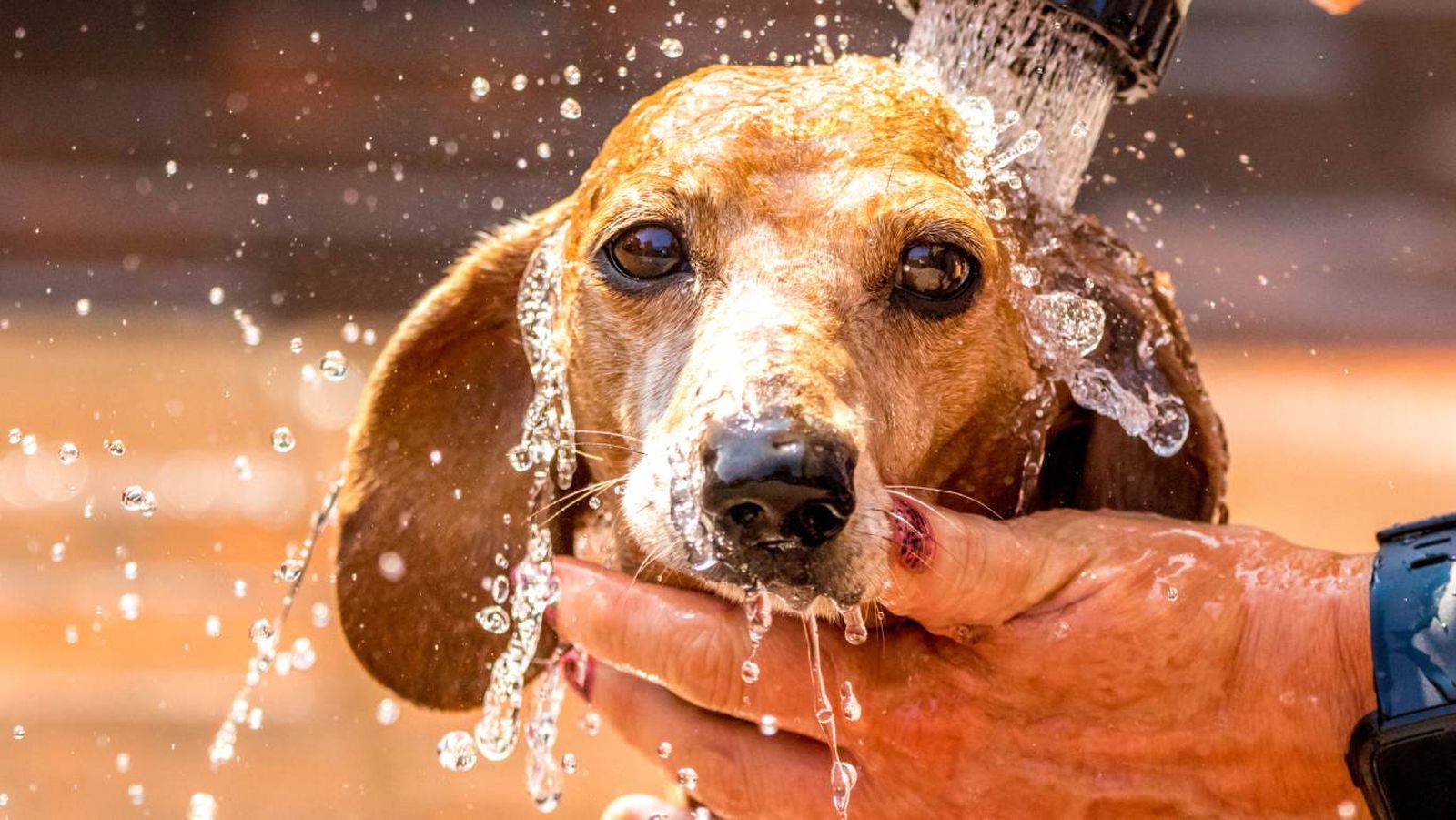 Actividades seguras para mantener activo a tu perro en casa con calor