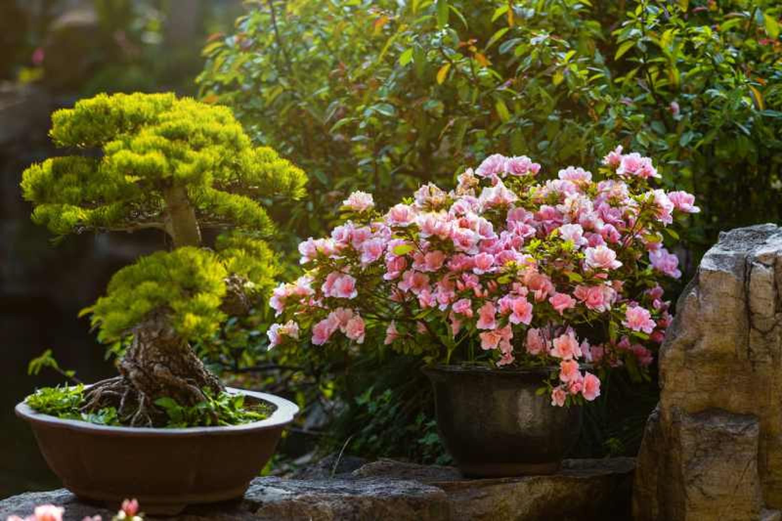 Las tonalidades suaves de la camelia aportan mucha paz
