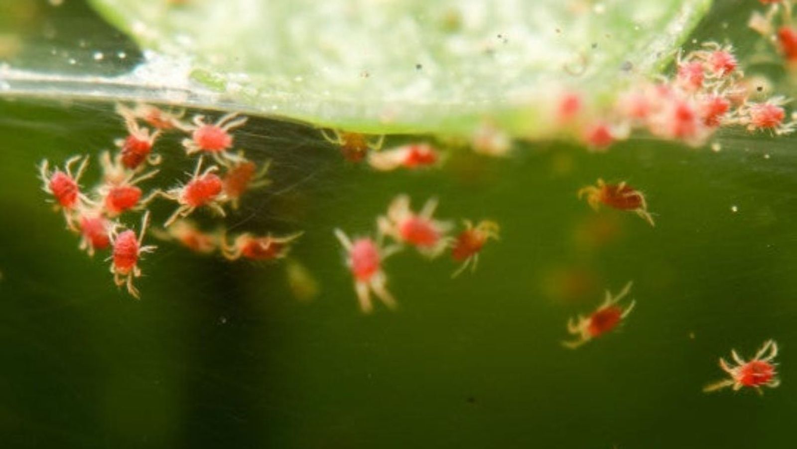 Araña roja en las plantas.