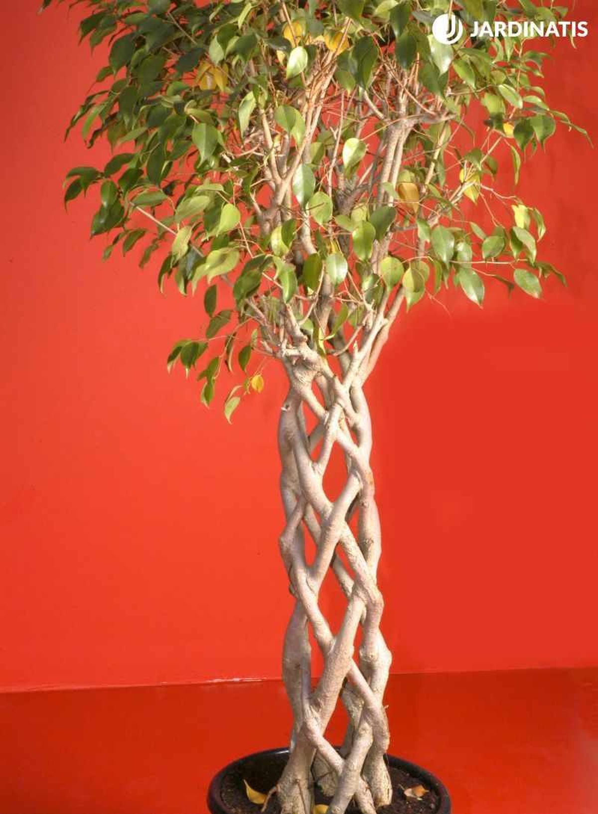 Cuenta con un tronco muy decorativo