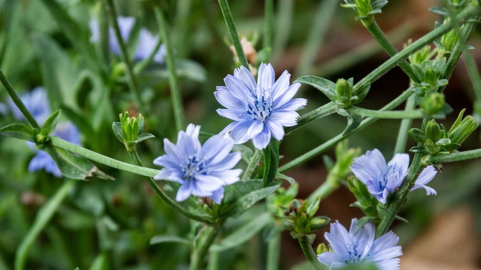 Flor de achicoria