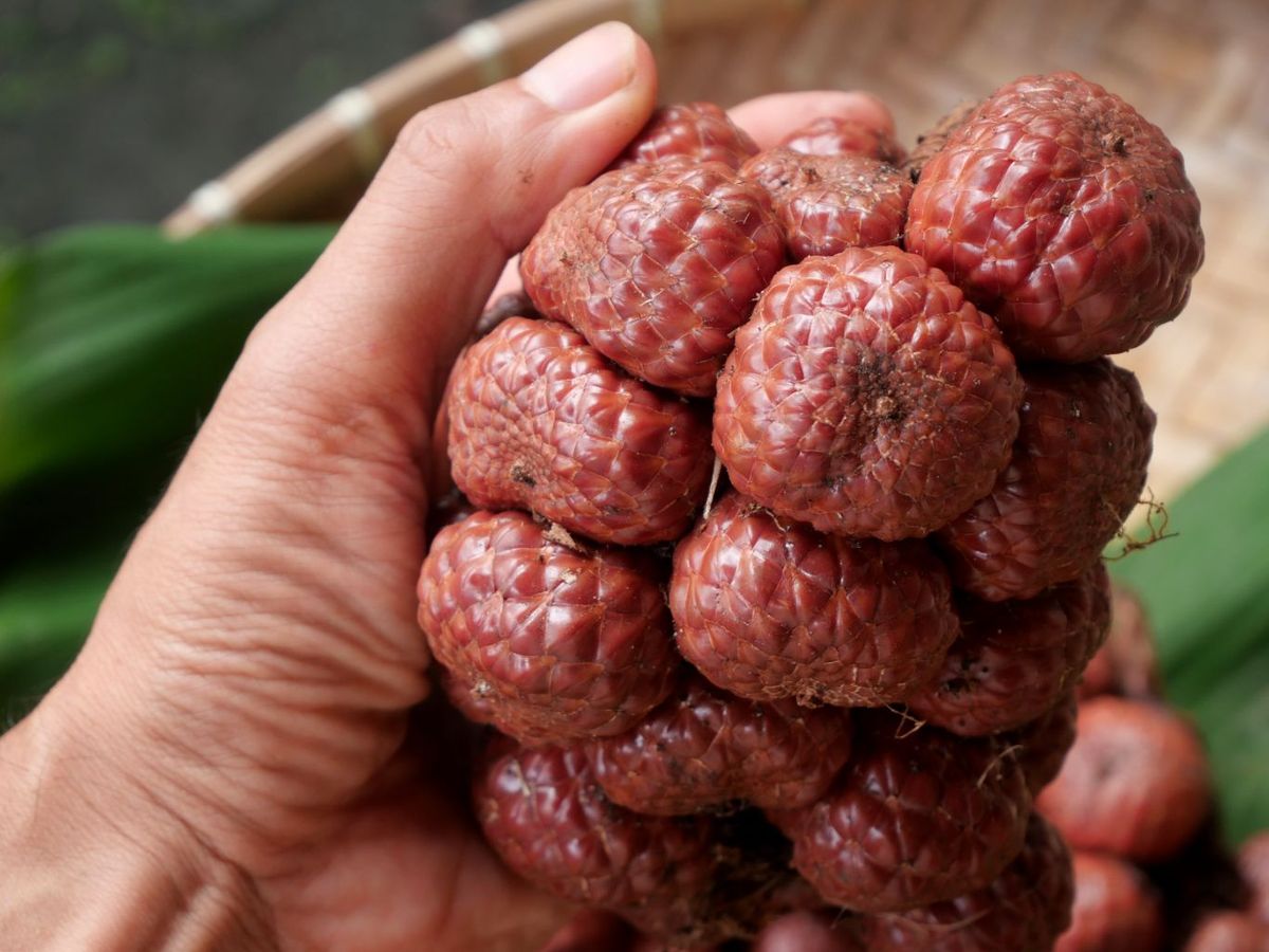 Tamaño de la fruta salak