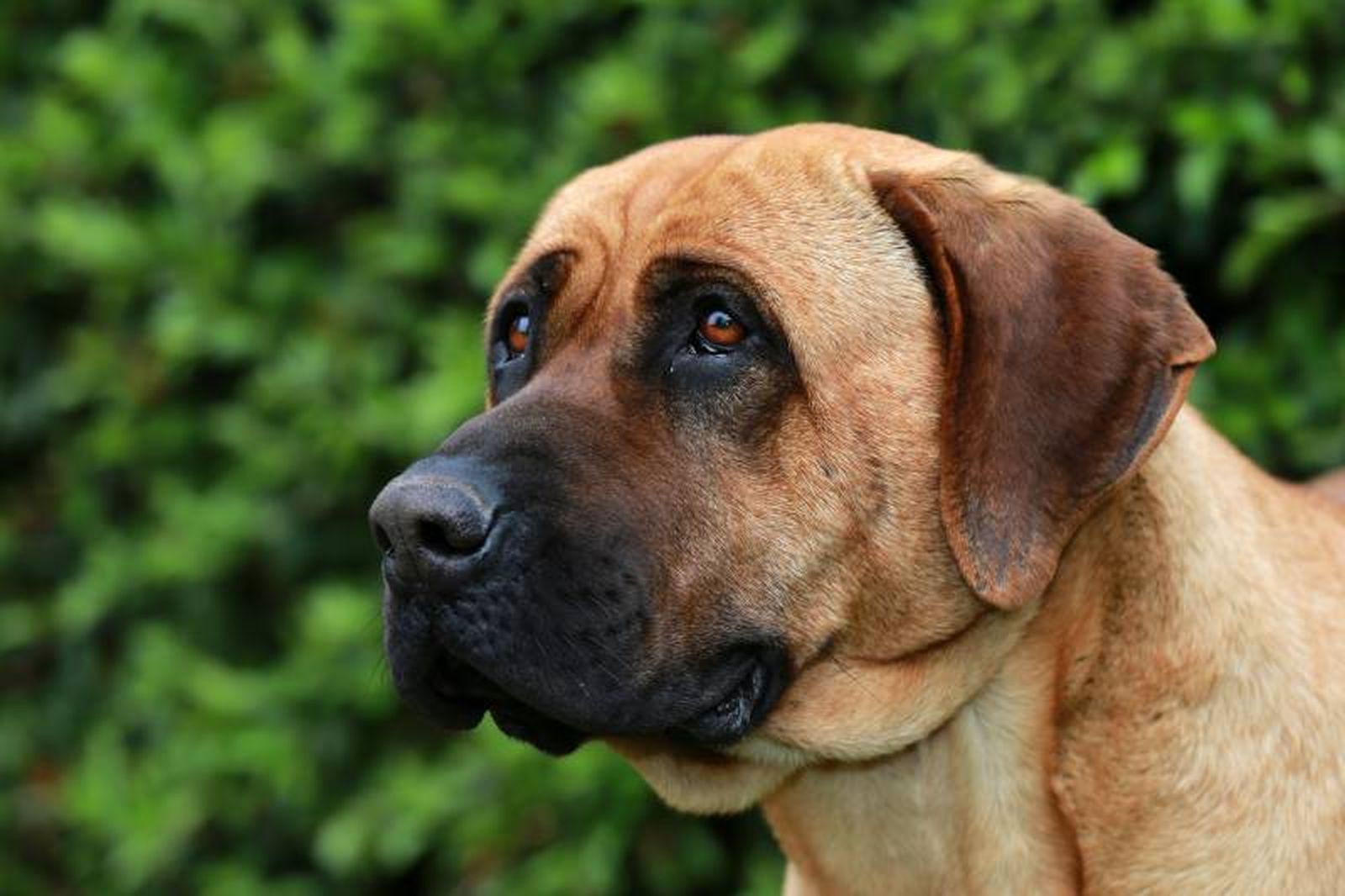 El tosa inu es un perro de gran envergadura, imponente y con aire majestuoso. El tosa inu es un perro de gran envergadura, imponente y con aire majestuoso.