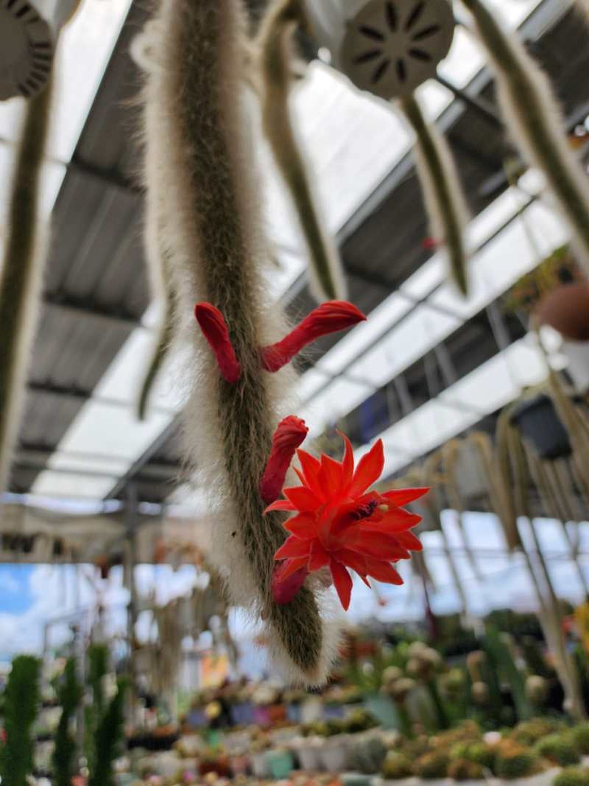 Las semillas del Hildewintera colademononis aparecen una vez termina su floración.