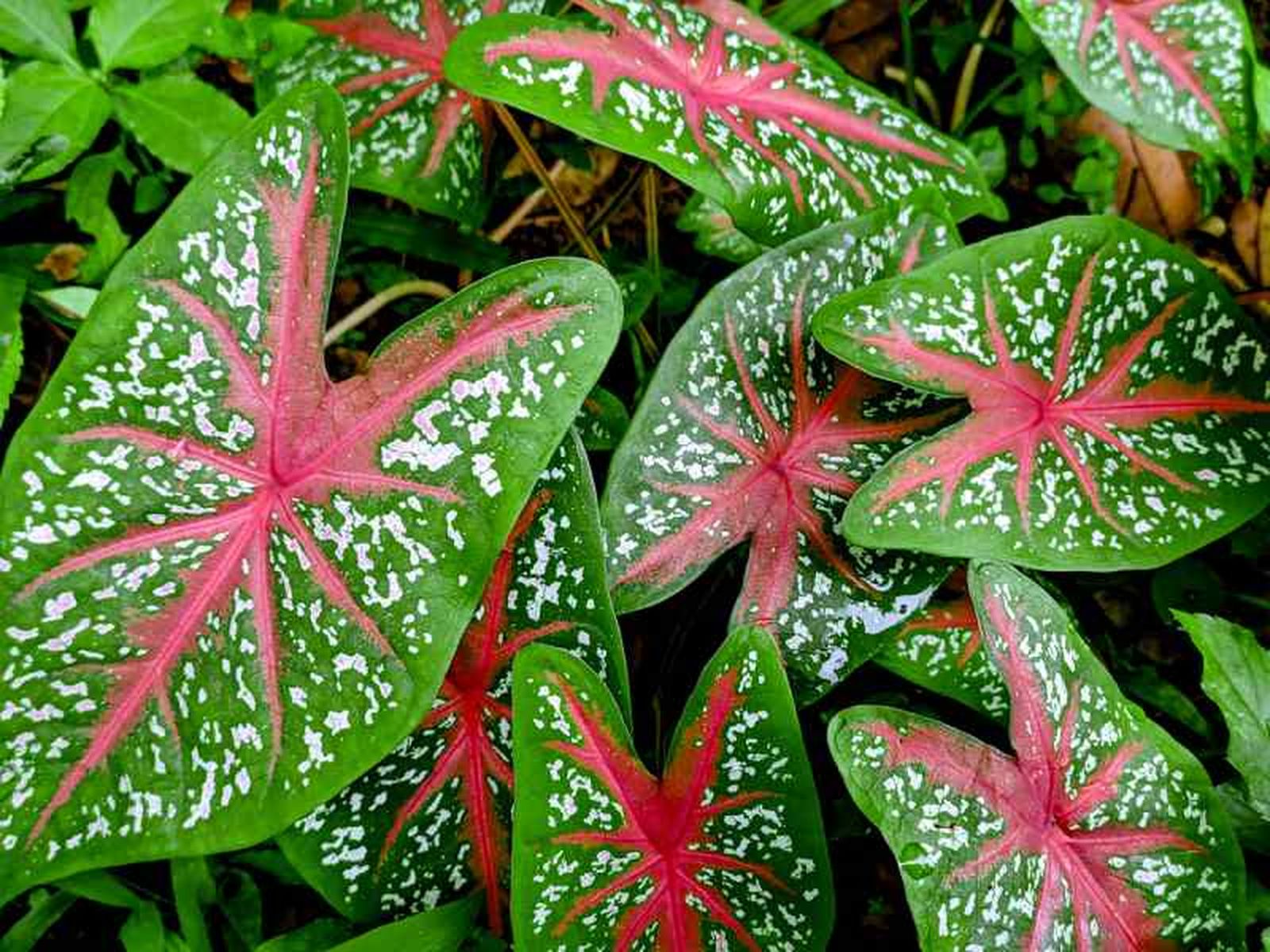 Caladium. Caladium.