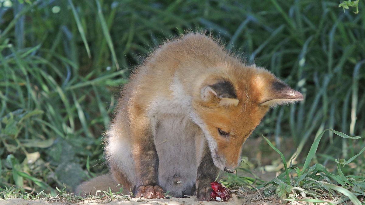 Los animales pueden transportar las semillas de manera interna y externa