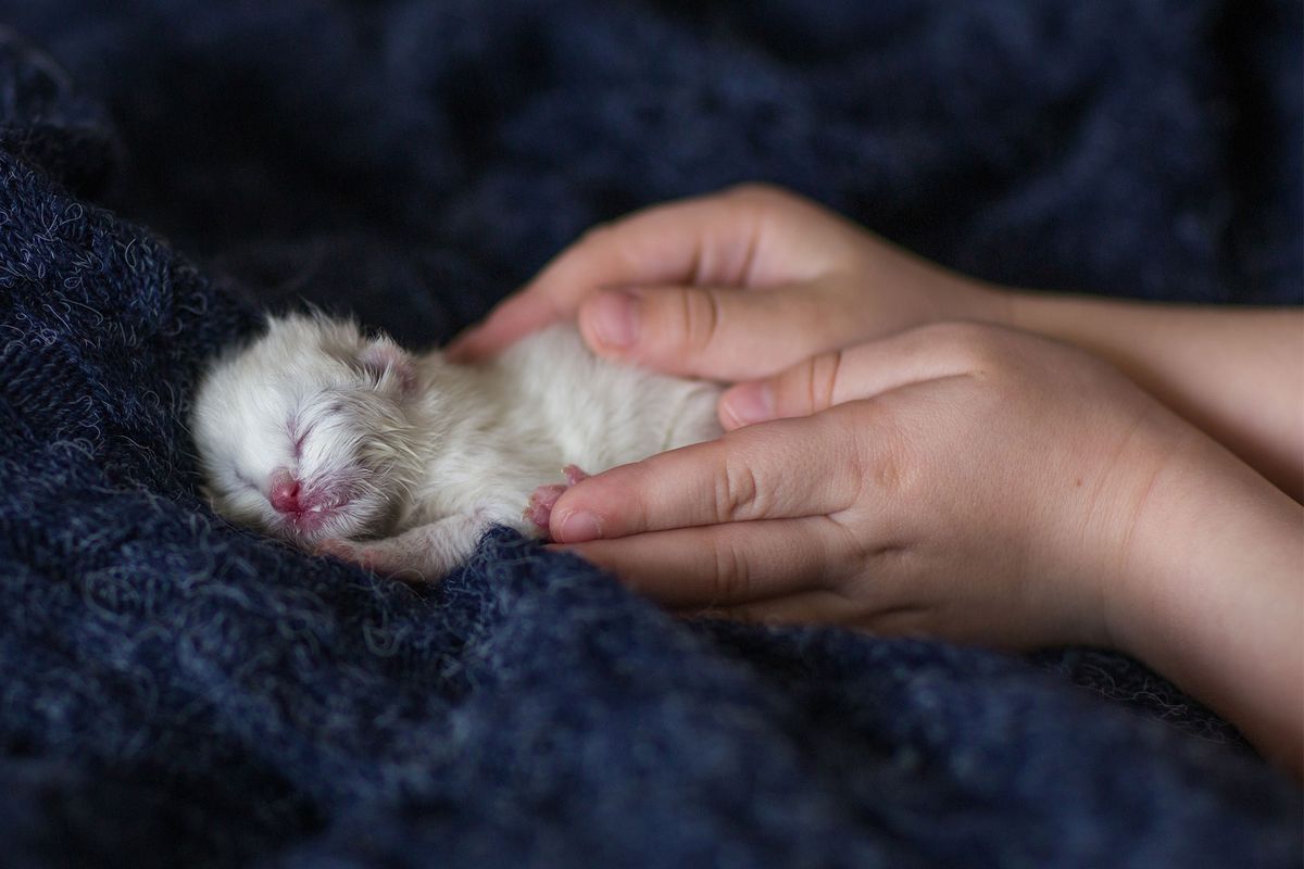mascotas gatos cachorro estenimiento estimulacion