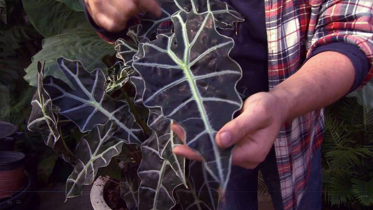 deco 0640 jardineria cuidados plantas interior invierno limpieza hojas