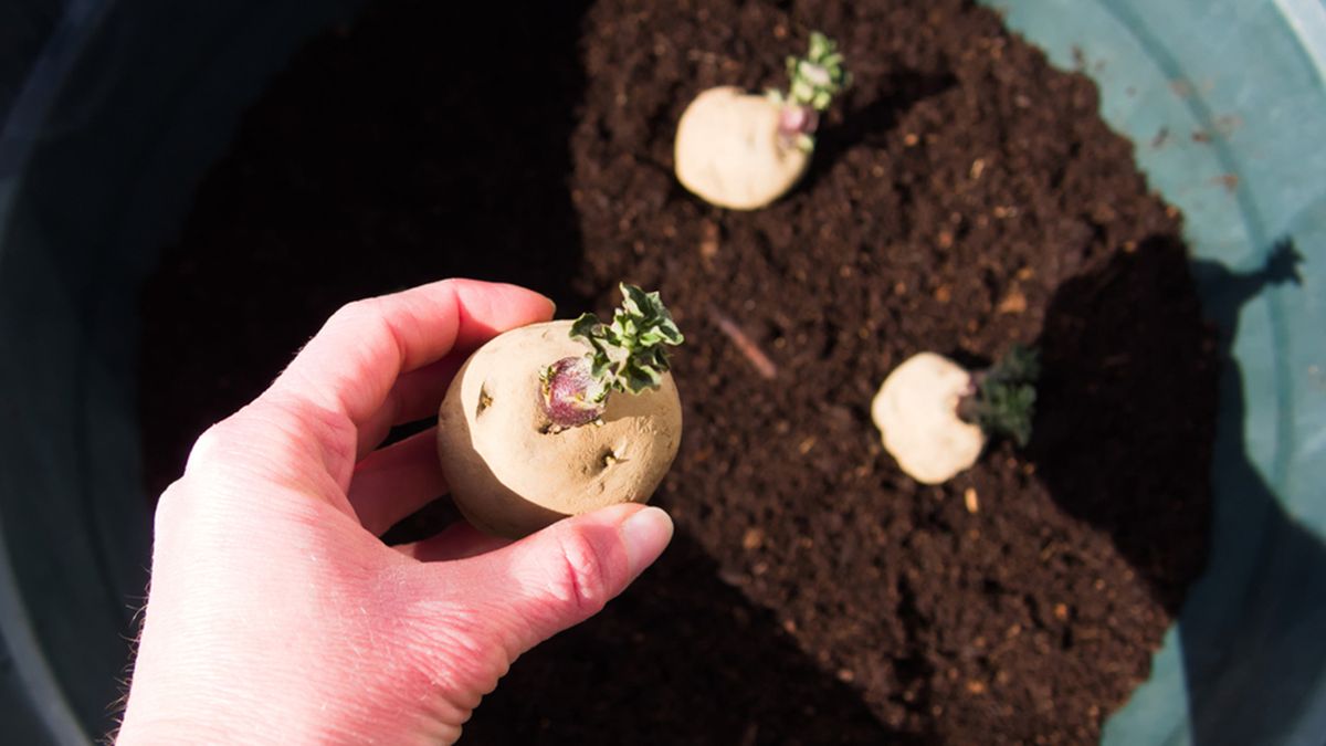 plantacion de bulbos de patata