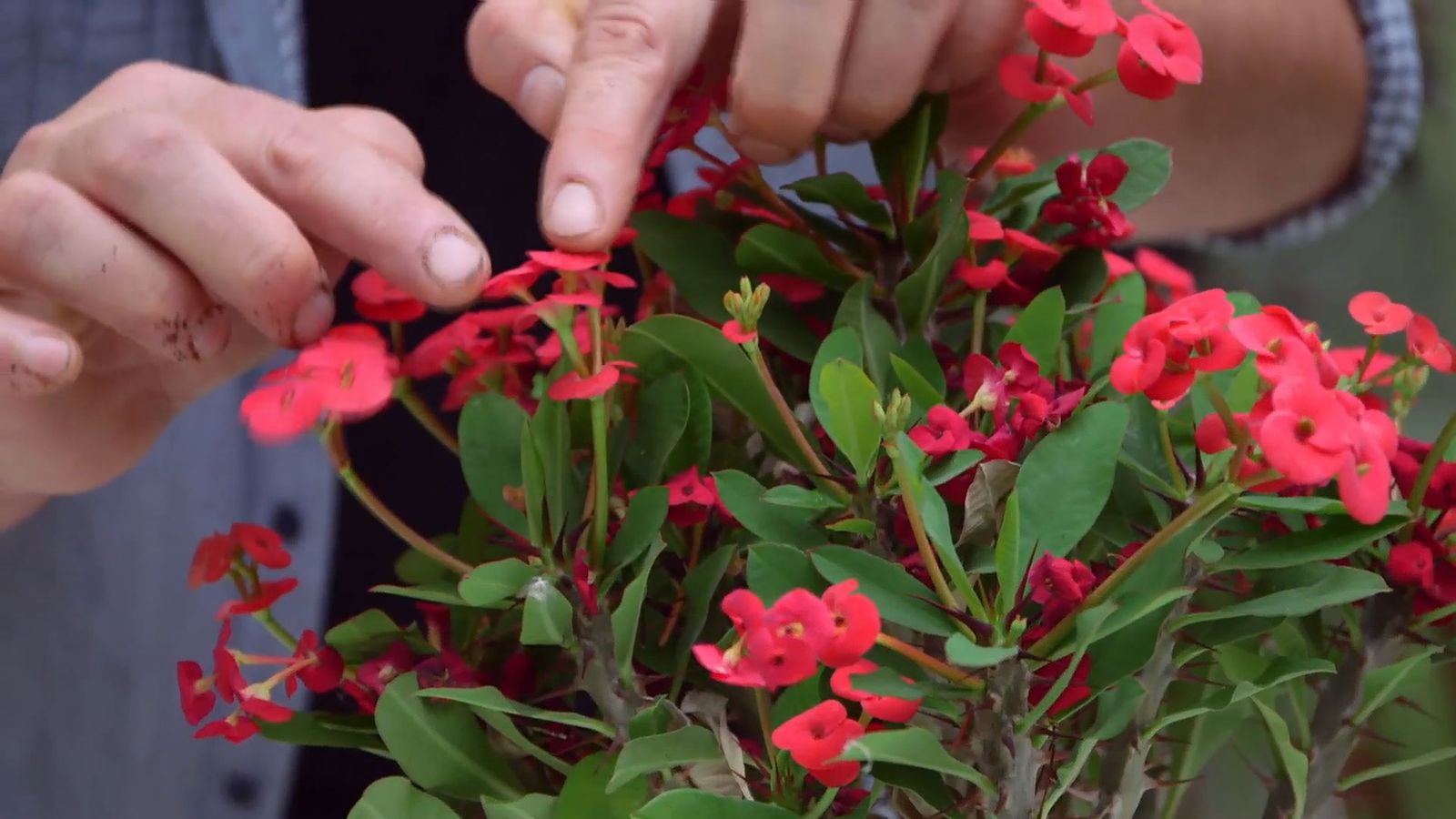 brico 952 3 euphorbia mii flores brico 952 3 euphorbia mii flores
