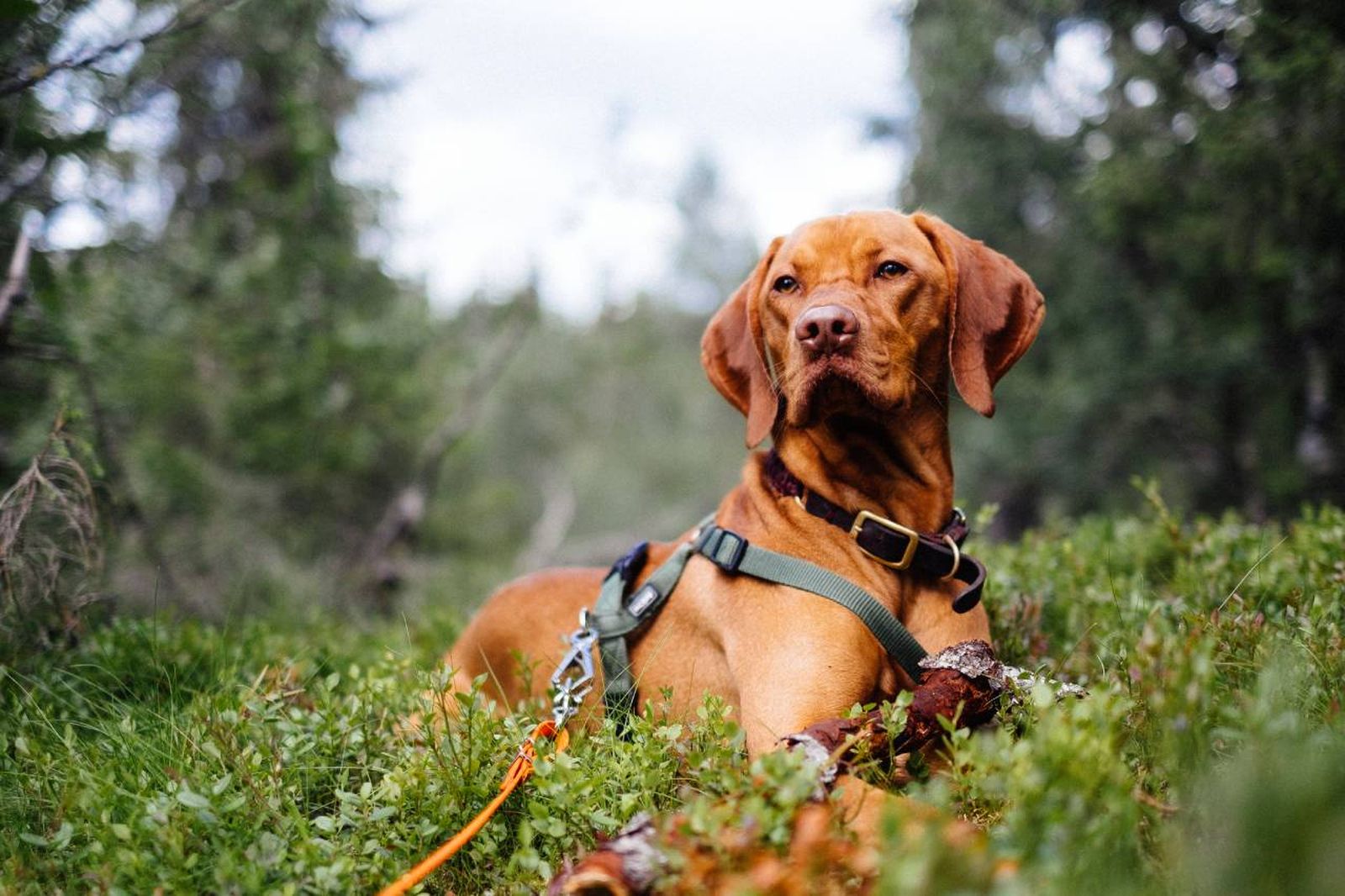 El vizsla es un perro sociable, inteligente y extremadamente fiel.