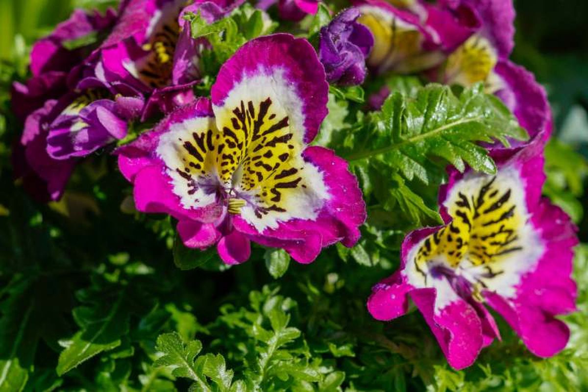 Schizanthus wisetonensis.