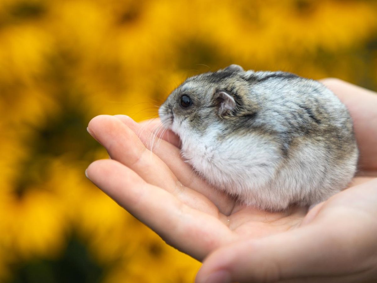 Los hámsters rusos tienen que andar, corretear y curiosear.
